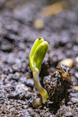 Seedling