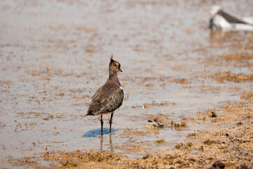 Vanellus vanellus, bird, sea, water, beach, seagull, nature, ocean, animal, wildlife, sand, gull, birds, sandpiper, shore, coast, shorebird, beak, flight, lake, feather, white, sky, wader, wild