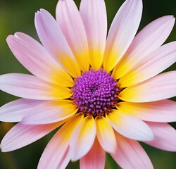 Obraz premium pink lotus flower, nature, purple, flowers, isolated, garden, flora, beauty, yellow, spring, plant, macro, petal, petals