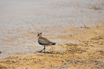 Vanellus vanellus, bird, sea, water, beach, seagull, nature, ocean, animal, wildlife, sand, gull, birds, sandpiper, shore, coast, shorebird, beak, flight, lake, feather, white, sky, wader, wild