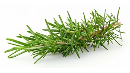 Twig of rosemary, isolated on white background.