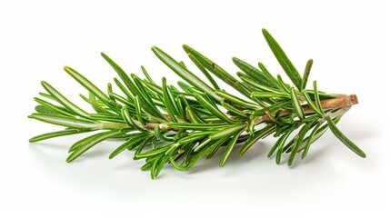 Fototapeta premium Twig of rosemary, isolated on white background.