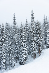 Snow-Covered Trees in a Snowy Winter Landscape