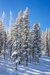 Snow-Covered Trees in a Snowy Winter Landscape