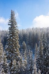 Snow-Covered Trees in a Snowy Winter Landscape