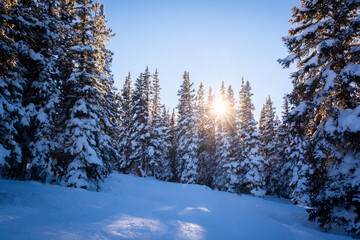 Winter Sunset with Snow-Covered Pine Trees