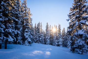 Winter Sunset with Snow-Covered Pine Trees