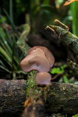 fungus in the forest