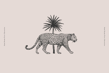 Leopard and palm tree in engraving style. Wild cat on a light background. Predatory animal in vintage style. Emblem or logo template. Hand drawn vector retro illustration. © KOSIM