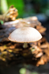 fungus, mushroom in the forest