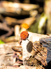 Fungus in the forest