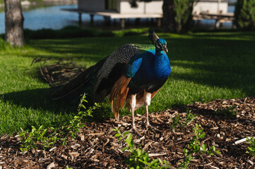 Obraz premium A green-blue male peacock walks on the green grass. Peacock on the lawn in the park