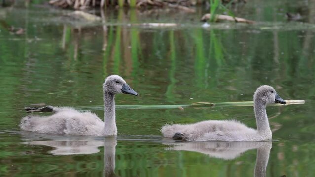 Two cygnets squawk and swim towards the camera on a cloudy summer day. Young mute swans swim in the water and call their parents. Cygnet shakes its leg