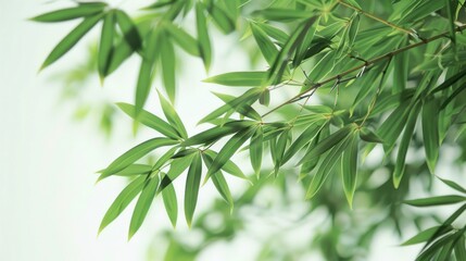 Bamboo leaves. Isolated on white background.