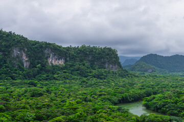 tropical jungle landscape