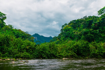 tropical jungle landscape