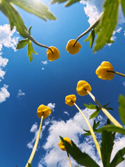 Yellow Flowers Pointing Upward Against A Sunny Blue Sky. In the foreground, several tall, slender stems of yellow flowers reach upward, creating a sense of lightness and optimism