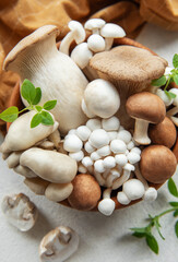 Assortment of various mushrooms