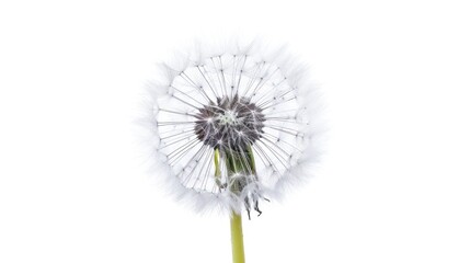 dandelion Isolated on white background.