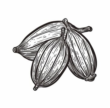 The spice of cumin is used in cooking seasonings.