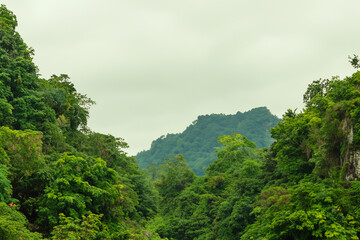 tropical jungle landscape
