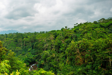 tropical jungle landscape