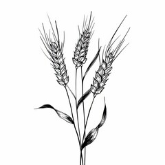 Wheat ears modern plant isolated on white background. Hand drawn design element, natural production engraved illustration.
