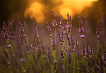 Pole lawendy o wschodzie słońca. © mycatherina