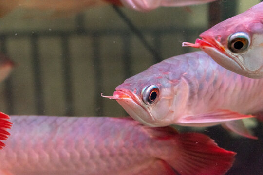 Lots of Arowana Super Red in Aquarium