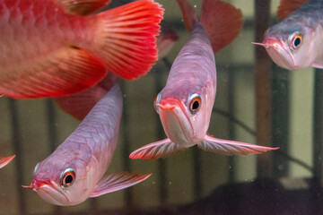 Lots of Arowana Super Red in Aquarium