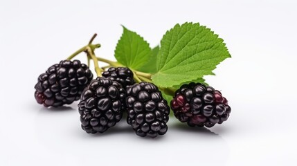 Blackberries on a branch with leaves isolated on a white background.