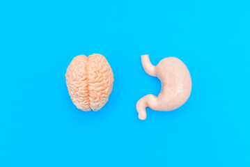 Realistic Brain and Stomach Models on Blue Background