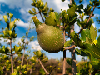 fruit of bushveld gardenia, Transvaal gardenia, monkey orange ,two subspecies occur in southern...