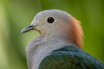Green Imperial-pigeon - Ducula aenea, portrait of beautiful large forest pigeon from Southeast asian forests, Sri Lanka.