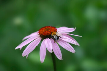 Colorful flowers in summer garden