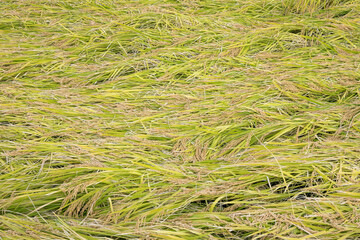 Pre-harvest rice plantations damaged by overthrow