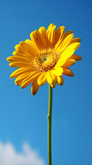 Close up of chrysanthemum
