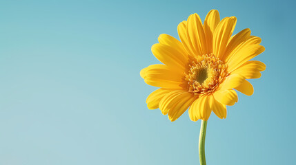 Close up of chrysanthemum