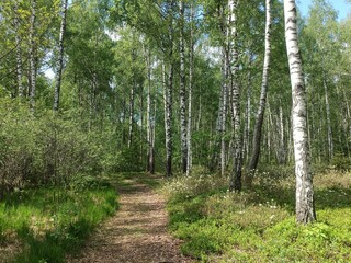 Rekyva forest during sunny summer day. Pine and birch tree woodland. Blueberry bushes are growing in woods. Sunny day with white and gray clouds in sky. Summer season. Nature. Rekyvos miskas.