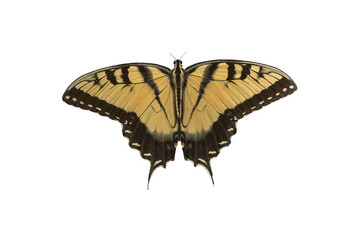 butterfly png