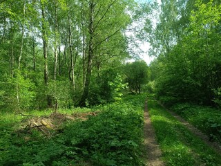 Rekyva forest during sunny summer day. Pine and birch tree woodland. Blueberry bushes are growing in woods. Sunny day with white and gray clouds in sky. Summer season. Nature. Rekyvos miskas.