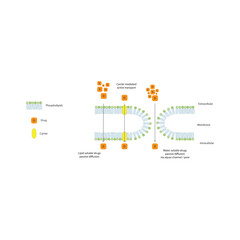 Diagram of drug absorption through phospholipid membrane - passive diffusion of water soluble, lipid soluble drug and active transport. Simple scientific illustration.