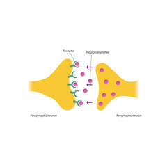 Diagram of synapse - post and presynaptic, neurotransmitter and receptor - simple scematic illustration.