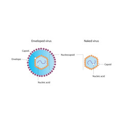 Diagram of virus structure - naked and enveloped virus - nucleic acid, capsid and envelope. Simple scientific illustration.