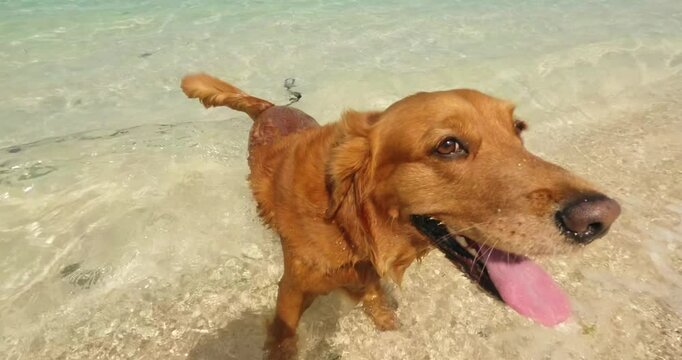 A dog of the Golden Retriever breed lies in clear water in the ocean near the beach. Hot day during summer holidays. A walk on the beach on a weekend with your friend. Close-up of the muzzle.