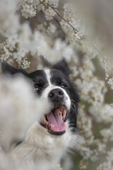 Adorable Border Collie Smiling in White Blooming Tree. Spring Portrait of Cute Black and White Dog.