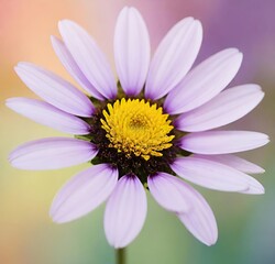 daisy flower, nature, purple, macro, isolated, beauty, yellow, plant, petals, white, petal, flowers, flora, spring