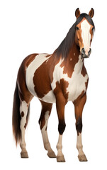 Obraz premium PNG American paint horse stallion mammal animal.