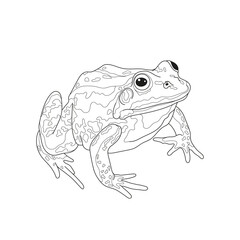 Frog. Line art. Isolated vector image on white background.