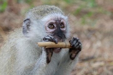 Obraz premium Monkey feeding